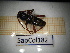  ( - SapCol182)  @11 [ ] CreativeCommons Attribution (2025) Dept Invertebrate Zoology and Hydrobiology, University of Lodz University of Lodz