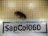  ( - SapCol060)  @11 [ ] CreativeCommons Attribution (2025) Dept Invertebrate Zoology and Hydrobiology, University of Lodz University of Lodz
