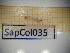  ( - SapCol035)  @11 [ ] CreativeCommons Attribution (2025) Dept Invertebrate Zoology and Hydrobiology, University of Lodz University of Lodz