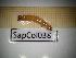  ( - SapCol038)  @11 [ ] CreativeCommons Attribution (2025) Dept Invertebrate Zoology and Hydrobiology, University of Lodz University of Lodz