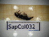  ( - SapCol032)  @11 [ ] CreativeCommons Attribution (2025) Dept Invertebrate Zoology and Hydrobiology, University of Lodz University of Lodz