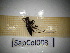  ( - SapCol003)  @11 [ ] CreativeCommons Attribution (2025) Dept Invertebrate Zoology and Hydrobiology, University of Lodz University of Lodz