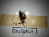  ( - SapCol004)  @11 [ ] CreativeCommons Attribution (2025) Dept Invertebrate Zoology and Hydrobiology, University of Lodz University of Lodz