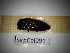  ( - SapCol091)  @11 [ ] CreativeCommons Attribution (2025) Dept Invertebrate Zoology and Hydrobiology, University of Lodz University of Lodz