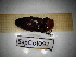  ( - SapCol092)  @11 [ ] CreativeCommons Attribution (2025) Dept Invertebrate Zoology and Hydrobiology, University of Lodz University of Lodz