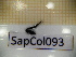  ( - SapCol093)  @11 [ ] CreativeCommons Attribution (2025) Dept Invertebrate Zoology and Hydrobiology, University of Lodz University of Lodz