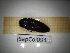  ( - SapCol094)  @11 [ ] CreativeCommons Attribution (2025) Dept Invertebrate Zoology and Hydrobiology, University of Lodz University of Lodz
