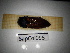 ( - SapCol095)  @11 [ ] CreativeCommons Attribution (2025) Dept Invertebrate Zoology and Hydrobiology, University of Lodz University of Lodz