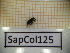  ( - SapCol125)  @11 [ ] CreativeCommons Attribution (2025) Dept Invertebrate Zoology and Hydrobiology, University of Lodz University of Lodz