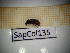  ( - SapCol135)  @11 [ ] CreativeCommons Attribution (2025) Dept Invertebrate Zoology and Hydrobiology, University of Lodz University of Lodz