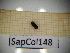  ( - SapCol148)  @11 [ ] CreativeCommons Attribution (2025) Dept Invertebrate Zoology and Hydrobiology, University of Lodz University of Lodz