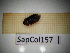  (Ostoma - SapCol157)  @11 [ ] CreativeCommons Attribution (2025) Dept Invertebrate Zoology and Hydrobiology, University of Lodz University of Lodz