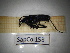  ( - SapCol158)  @11 [ ] CreativeCommons Attribution (2025) Dept Invertebrate Zoology and Hydrobiology, University of Lodz University of Lodz