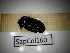  ( - SapCol160)  @11 [ ] CreativeCommons Attribution (2025) Dept Invertebrate Zoology and Hydrobiology, University of Lodz University of Lodz