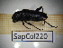  (Rusticoclytus - SapCol220)  @11 [ ] CreativeCommons Attribution (2025) Dept Invertebrate Zoology and Hydrobiology, University of Lodz University of Lodz