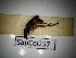  ( - SapCol257)  @11 [ ] CreativeCommons Attribution (2025) Dept Invertebrate Zoology and Hydrobiology, University of Lodz University of Lodz