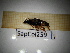  ( - SapCol259)  @11 [ ] CreativeCommons Attribution (2025) Dept Invertebrate Zoology and Hydrobiology, University of Lodz University of Lodz