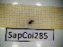  ( - SapCol285)  @11 [ ] CreativeCommons Attribution (2025) Dept Invertebrate Zoology and Hydrobiology, University of Lodz University of Lodz
