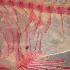  ( - stri-15325)  @12 [ ] Unspecified (default): All Rights Reserved  Unspecified Unspecified