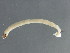  ( - 10PROBE-20332)  @13 [ ] CreativeCommons - Attribution (2010) CBG Photography Group Centre for Biodiversity Genomics
