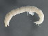  (Parachironomus cf. vitiosus - 10PROBE-20361)  @13 [ ] CreativeCommons - Attribution (2010) CBG Photography Group Centre for Biodiversity Genomics