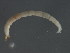  ( - 10PROBE-20430)  @12 [ ] CreativeCommons - Attribution (2010) CBG Photography Group Centre for Biodiversity Genomics