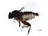 ( - LACM_BOLD_108)  @11 [ ] CreativeCommons - Attribution (2017) CBG Photography Group Centre for Biodiversity Genomics