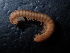  ( - BGE_00520_G02)  @11 [ ] Copyright (c) (2024) Unspecified Croatian Biospeleological Society