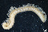  (Macrochaetosoma troglomontanum - BGE_00514_A02)  @11 [ ] Copyright (c) (2025) Unspecified University of Belgrade - Faculty of Biology