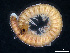  (Fagina - BGE_00514_A07)  @11 [ ] Copyright (c) (2025) Unspecified University of Belgrade - Faculty of Biology