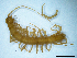  (Lithobius remyi - BGE_00514_C11)  @11 [ ] Copyright (c) (2025) Unspecified University of Belgrade - Faculty of Biology
