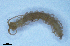  (Litobius sp. 1 - BGE_00514_D01)  @11 [ ] Copyright (c) (2025) Unspecified University of Belgrade - Faculty of Biology
