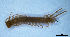  (Litobius sp. 2 - BGE_00514_D02)  @11 [ ] Copyright (c) (2025) Unspecified University of Belgrade - Faculty of Biology