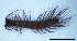  (Pleurolithobius - BGE_00514_D03)  @11 [ ] Copyright (c) (2025) Unspecified University of Belgrade - Faculty of Biology