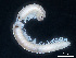  (Bulgarosoma superficiei - BGE_00515_A06)  @11 [ ] Copyright (c) (2025) Unspecified University of Belgrade - Faculty of Biology