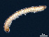  (Hungarosomatidae - BGE_00515_B01)  @11 [ ] Copyright (c) (2025) Unspecified University of Belgrade - Faculty of Biology