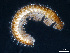  (Haasea hungarica hungarica - BGE_00515_B05)  @11 [ ] Copyright (c) (2025) Unspecified University of Belgrade - Faculty of Biology