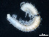  (Schizmohetera curcici - BGE_00515_B06)  @11 [ ] Copyright (c) (2025) Unspecified University of Belgrade - Faculty of Biology