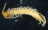  (Lithobius micropodus - BGE_00515_D04)  @11 [ ] Copyright (c) (2025) Unspecified University of Belgrade - Faculty of Biology