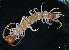  (Lithobius peregrinus - BGE_00515_D07)  @11 [ ] Copyright (c) (2025) Unspecified University of Belgrade - Faculty of Biology