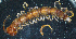  ( - BGE_00515_D08)  @11 [ ] Copyright (c) (2025) Unspecified University of Belgrade - Faculty of Biology