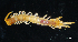  (Lithobius radjai - BGE_00515_D12)  @11 [ ] Copyright (c) (2025) Unspecified University of Belgrade - Faculty of Biology