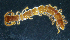  (Lithobius trebinjanus - BGE_00515_E01)  @11 [ ] Copyright (c) (2025) Unspecified University of Belgrade - Faculty of Biology