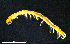  (Cryptops rucneri - BGE_00515_E05)  @11 [ ] Copyright (c) (2025) Unspecified University of Belgrade - Faculty of Biology
