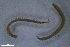  (Stenotaenia cf. cribelliger - BGE_00515_H04)  @11 [ ] Copyright (c) (2025) Unspecified University of Belgrade - Faculty of Biology