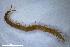  (Strigamia engadina - BGE_00515_H07)  @11 [ ] Copyright (c) (2025) Unspecified University of Belgrade - Faculty of Biology