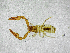  (Acanthocreagris - BGE_00503_E06)  @11 [ ] Copyright (2024) Unspecified Croatian Biospeleological Society