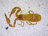  ( - BGE_00503_F03)  @11 [ ] Copyright (2024) Unspecified Croatian Biospeleological Society