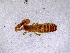  ( - BGE_00503_F04)  @11 [ ] Copyright (2024) Unspecified Croatian Biospeleological Society