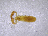  ( - BGE_00503_F05)  @11 [ ] Copyright (2024) Unspecified Croatian Biospeleological Society